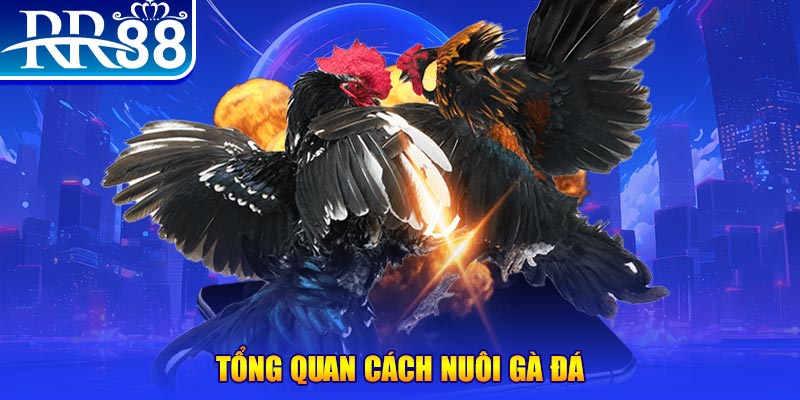 red88 xổ số thứ ba