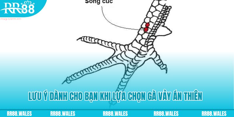 red88 xổ số khánh hòa