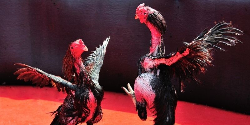 red88 bắn cá đổi thưởng